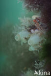 Sea squirt (Ciona intestinalis)