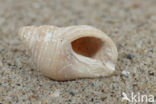 Dogwhelk