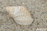 Dogwhelk