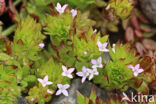 Blauw walstro (Sherardia arvensis)