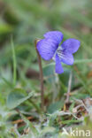 Hondsviooltje (Viola canina)