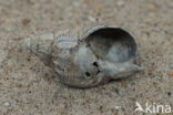 Common Whelk (Buccinum undatum)