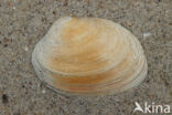 Venerupis corrugata