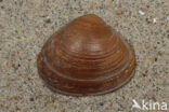 Stevige strandschelp (Spisula solida)