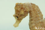 Short-snouted seahorse (Hippocampus hippocampus)