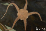 Brittle star (Ophiura ophiura)