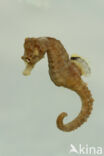 Short-snouted seahorse (Hippocampus hippocampus)