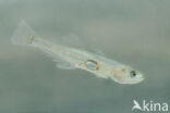 Transparent Goby (Aphia minuta)