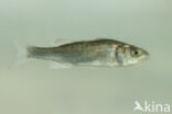 Bass (Dicentrarchus labrax)