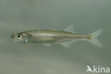 Sand-smelt (Atherina presbyter)