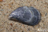Common mussel (Mytilus edulis)