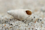Laver Spire-shell (Peringia ulvae)