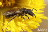 Bosgroefbij (Lasioglossum fratellum)