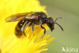 Bosgroefbij (Lasioglossum fratellum)