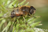 Eristalis similis