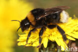 Grote koekoekshommel (Bombus vestalis)