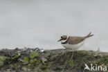 Kleine Plevier (Charadrius dubius)