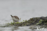 Kleine Plevier (Charadrius dubius)