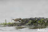 Kleine Plevier (Charadrius dubius)