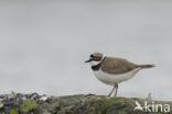 Kleine Plevier (Charadrius dubius)