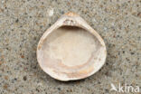 Fossil Clam (Corbicula fluminalis cf.)