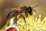 Andrena trimmerana