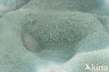 Penicillium sp.