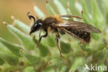 Variabele zandbij (Andrena varians)