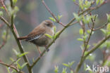 Wren (Troglodytes troglodytes)