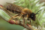 Grijze rimpelrug (Andrena tibialis)