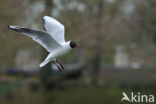 Black-headed Gull (Larus ridibundus)