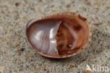 Common Atlantic Slippersnail (Crepidula fornicata)