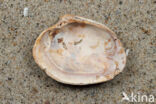 Grey Carpet-shell (Venerupis senescens)