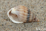 Gevlochten fuikhoren (Nassarius reticulatus)