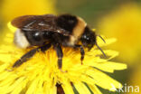 Tweekleurige koekoekshommel (Bombus bohemicus)