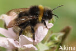 Vierkleurige koekoekshommel (Bombus sylvestris)