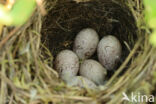 Yellowhammer (Emberiza citrinella)