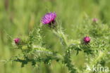 Kruldistel (Carduus crispus)