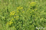 Heksenmelk (Euphorbia esula)