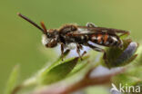 Nomada atroscutellaris