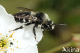 Witte rouwbij (Melecta luctuosa)