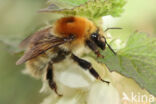 Moshommel (Bombus muscorum)