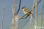 Sedge Warbler (Acrocephalus schoenobaenus)