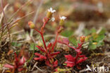 Kandelaartje (Saxifraga tridactylites)