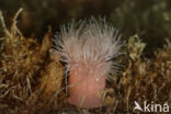 Plumose anemone (Metridium senile)