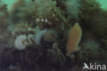 Purse sponge (Sycon ciliatum)