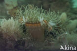 Tangrose (Sagartia elegans)