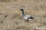 Rotgans (Branta bernicla)