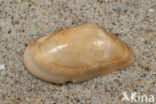 Banded Wedge-shell (Donax vittatus)