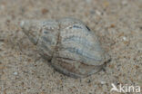 Common Whelk (Buccinum undatum)